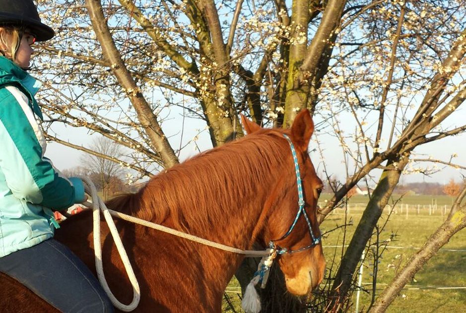 Pferd und Natur